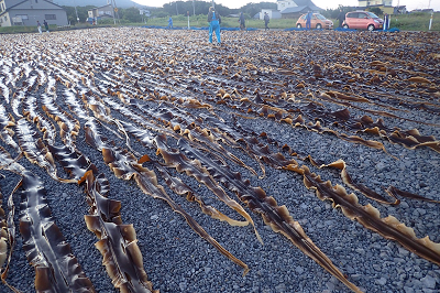 コンブ干し作業の様子